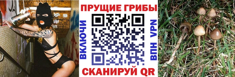 Псилоцибиновые грибы Cubensis Киржач